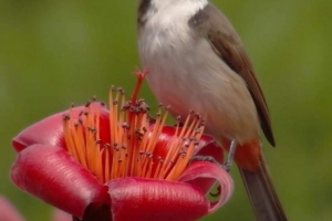 Krasnashyki skutečný bulbul - jaký pták? Krasnashyki skutečný bulbul - jaký pták?